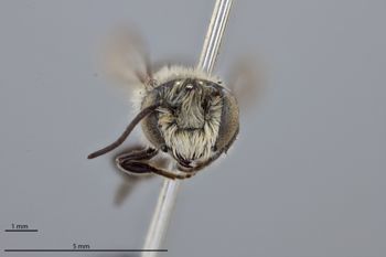 Media type: image;   Entomology 791097 Aspect: head frontal view